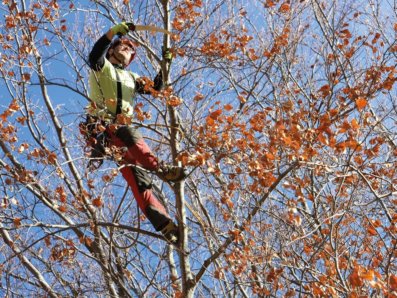 Baumpflege_Südtirol_Baumschnitt_Rückschnitt-Pflanzen-Reider-Bozen potatura alberi piante bolzano merano Jobs Südtirol