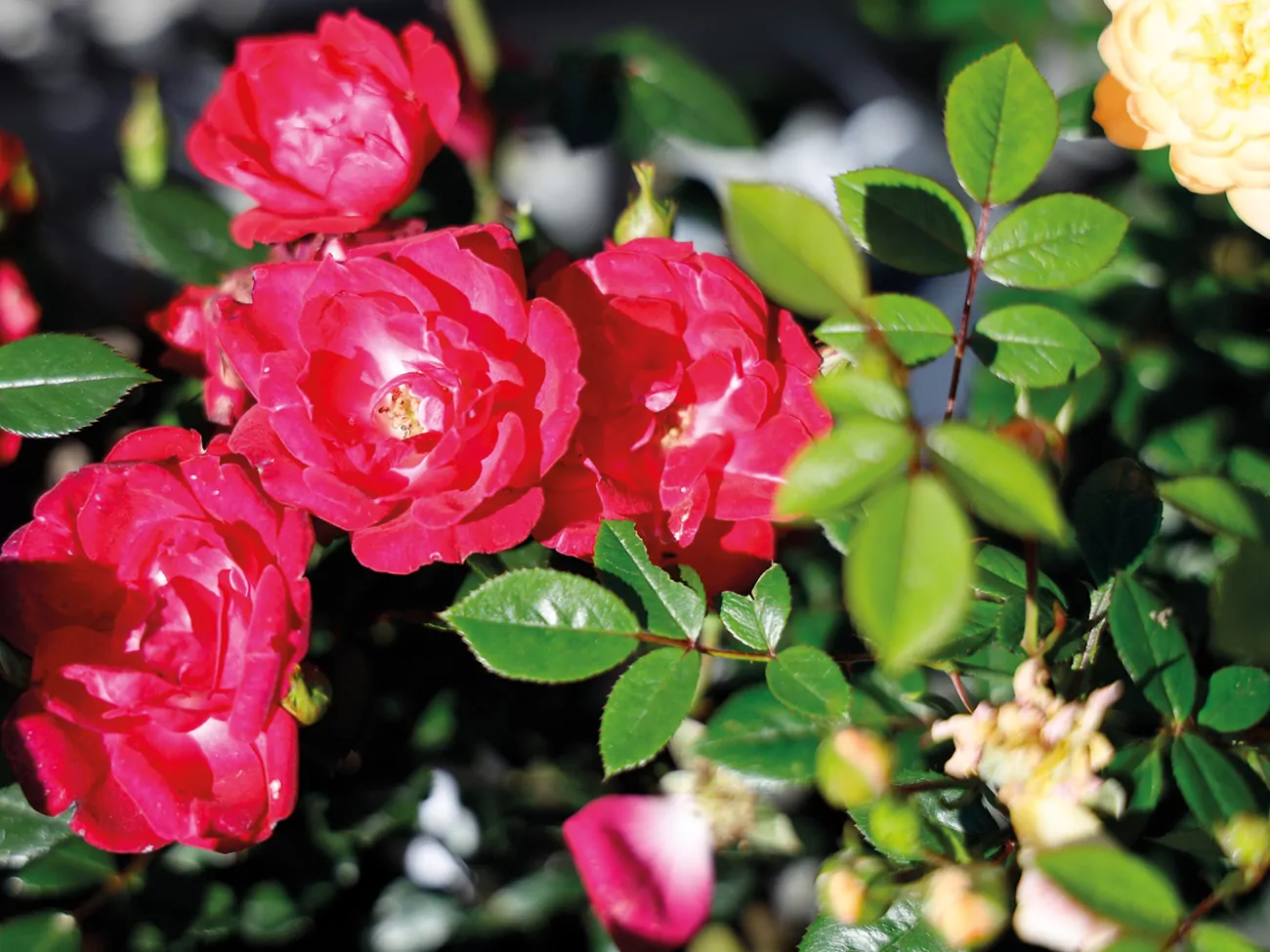 Blumen_Pflanzen_Bozen_Meran_Rosen_Gärtnerei-Reider-Bozen-giardineria-bolzano-Reider_rosa piante fiori fioraio bolzano merano fioristi blumengeschäft bozen meran