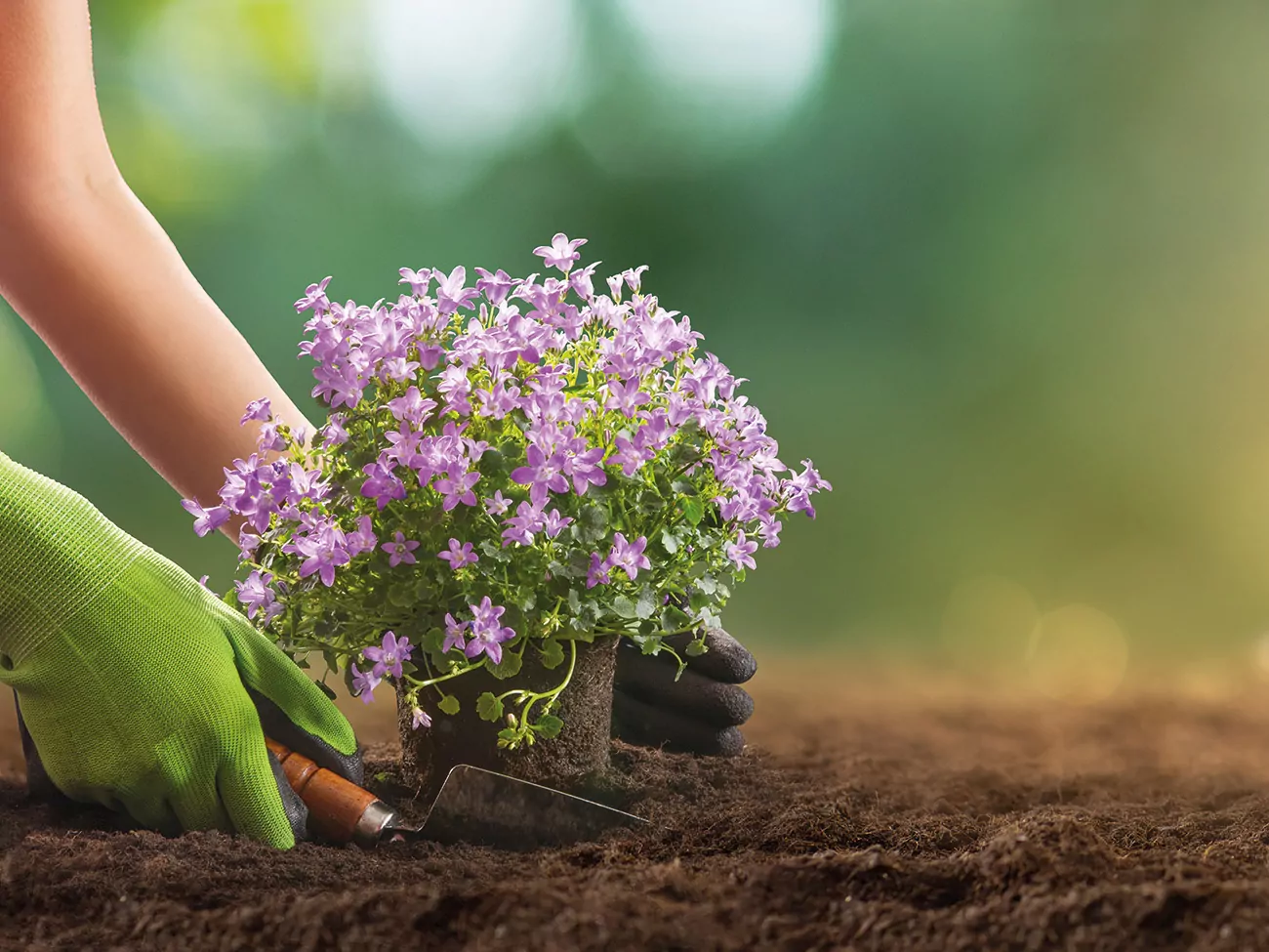 Pflanzen Blumen südtirol Service_Balkonblumen_Geranien_Petunien_Gärtnerei Reider_Bozen eppan giardinieria vivaio bolzano merano piante fiori 