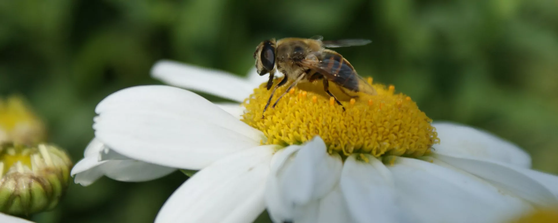 Gartentipps-vom-Profi-Gärtnerei-Gartengestaltung-Garten-Südtirol-Bozen-Eppan-bienen-giardineria-bolzano-negozio-piante-fioraio-Reider vivaio bolzano