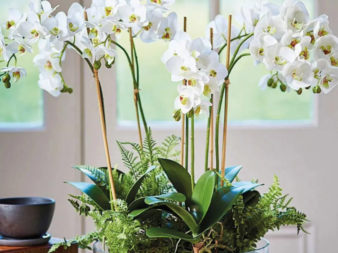 Orchideen-Pflege