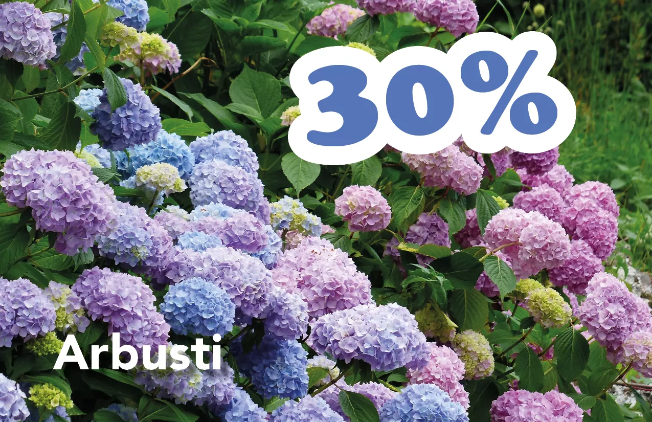 Ausverkauf Bozen Südtirol Gärtnerei Pflanzen Blumen Blumengeschäft Blumenladen Bozen Meran saldi bolzano vivaio piante giardiniere fioraio fioreria bolzano merano arbusti sconti