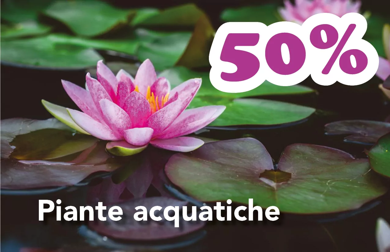Ausverkauf Bozen Südtirol Gärtnerei Pflanzen Blumen Blumengeschäft Blumenladen Bozen Meran saldi bolzano vivaio piante giardiniere fioraio fioreria bolzano merano piante acquatiche sconti