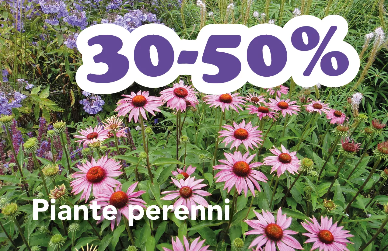 Ausverkauf Bozen Südtirol Gärtnerei Pflanzen Blumen Blumengeschäft Blumenladen Bozen Meran saldi bolzano vivaio piante giardiniere fioraio fioreria bolzano merano piante perenni
