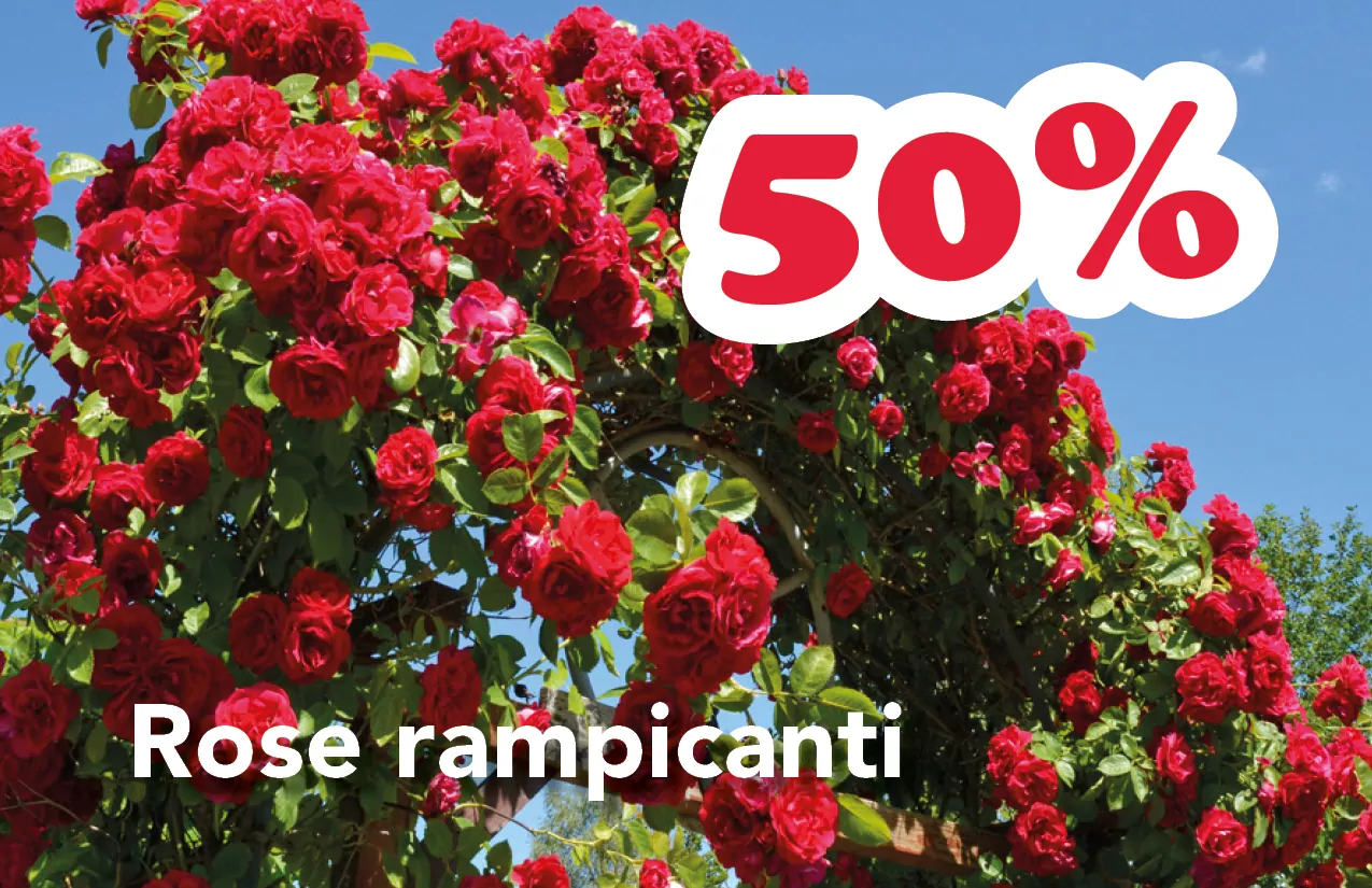 Ausverkauf Bozen Südtirol Gärtnerei Pflanzen Blumen Blumengeschäft Blumenladen Bozen Meran saldi bolzano vivaio piante giardiniere fioraio fioreria bolzano merano rose