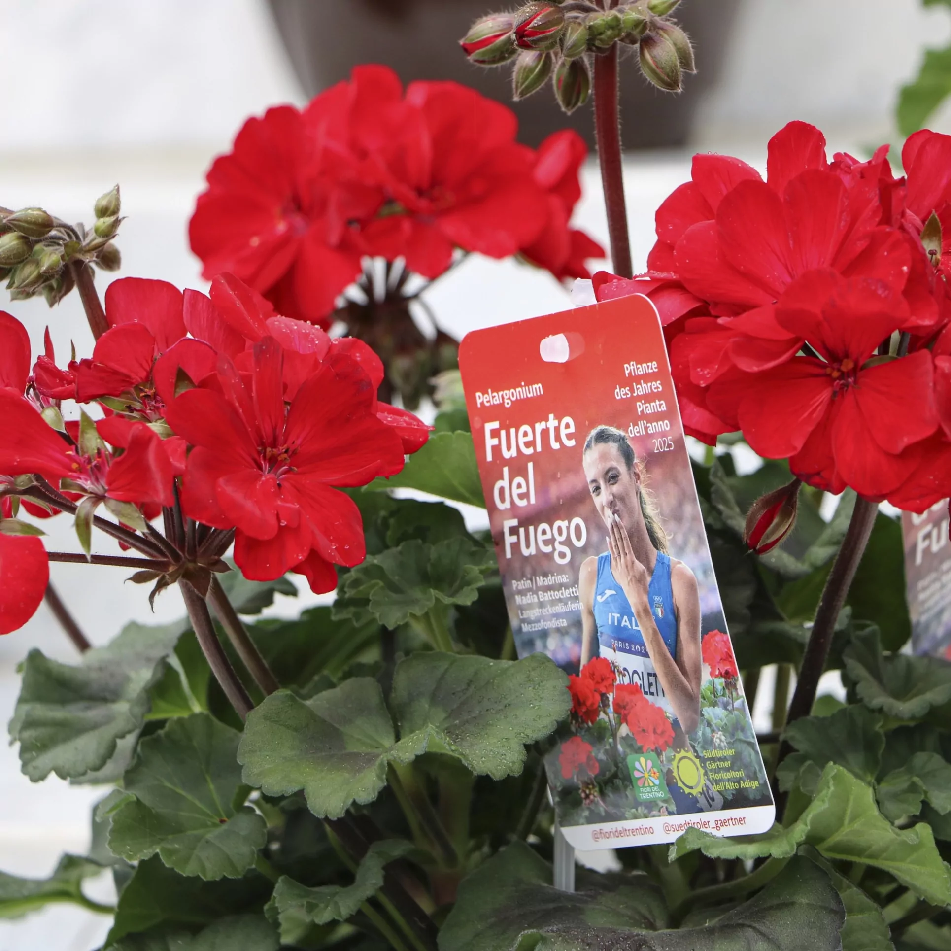 Pflanze_des_Jahres_2025_Nadia-Battocletti_Pianta-dell-anno-alto-adige-Südtirol-Gärtnerei-Reider-Bozen-Giardineria-bolzano-pelargonie